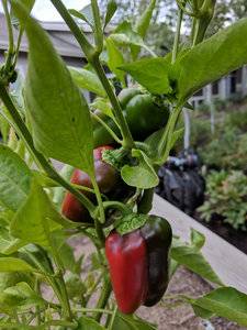 red peppers.jpg