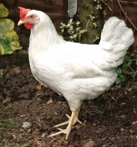 White-Leghorn-Chickens-Pictures-3.jpg