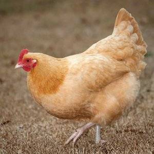 started-buff-orpington-chickens.jpg