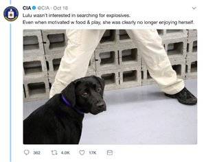 lulu.jpeg lulu.jpeg