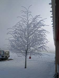 frosty.jpg