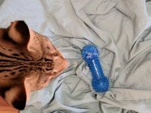 chewy.jpg