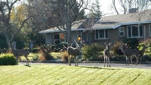 Deer in front yard.jpg