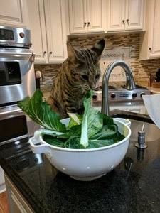 bok choy boy.jpg