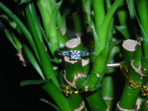 myc_ring1.JPG