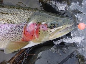 rainbowtrout1.jpg