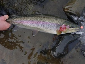 rainbowtrout7.jpg