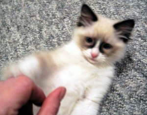 BabyBoo_1a.jpg BabyBoo_1a.jpg