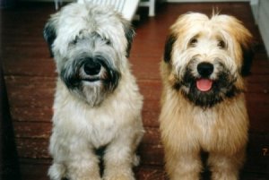 dogs6455.jpg