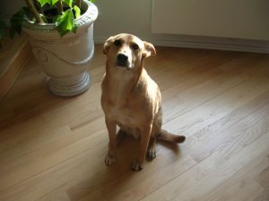 Dino in sun0001.jpg