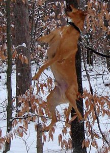 DodJump4.jpg