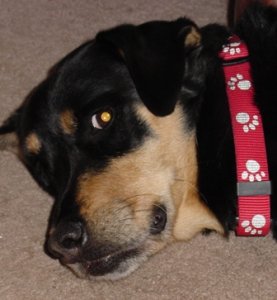 rosie posey.JPG