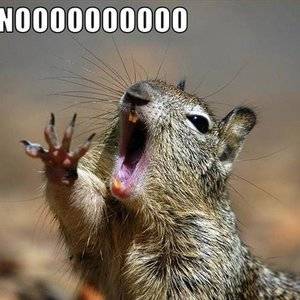 nooo-squirrel.jpg