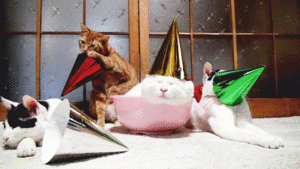 hbfromcats.gif