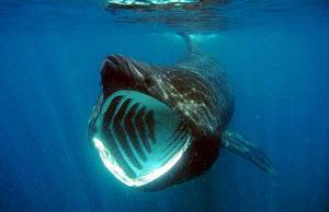 basking-shark-mouth.jpg
