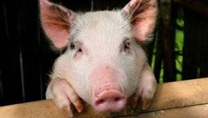 pig.jpg