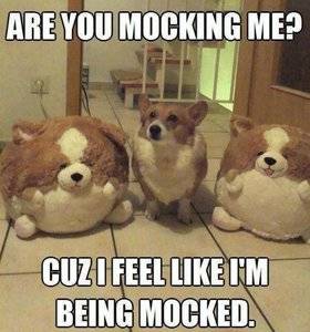 Are-you-mocking-me---dog-meme.jpg