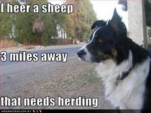 border collie.jpg