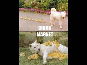 Chick magnet.jpg