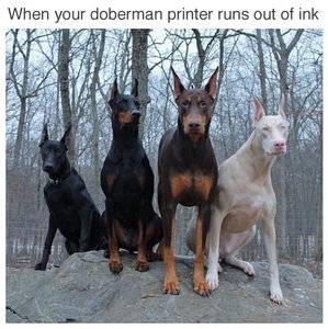 doberman printer.jpg