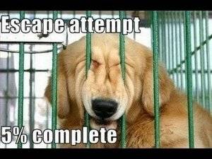 Escape attempt.jpg
