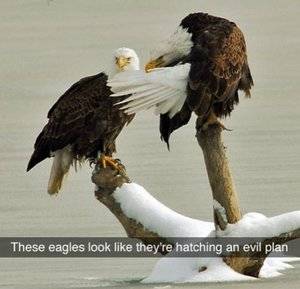 Eagles planning evil.jpg