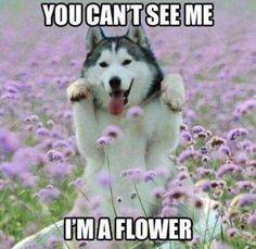 Flower dog.jpg
