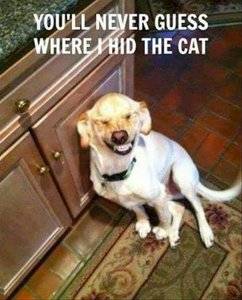 Funny-dog-meme.jpg