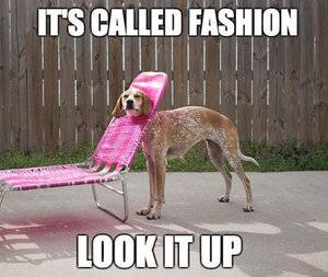 funny-deck-chair-dog-sunbath1.jpg