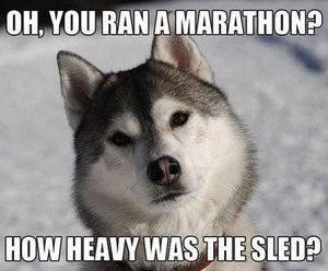 husky-meme.jpg