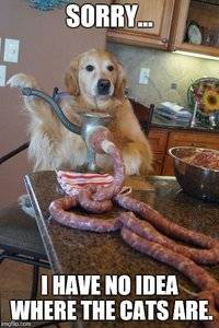 sausage cats.jpg