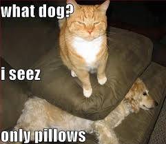 catondog.jpg