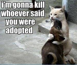 adoptedcatandog.jpg