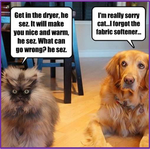 dryercat.png