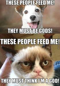 the-difference-between-cats-and-dogs_o_6141499.jpg