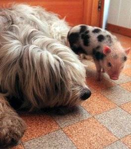 dogandpig.jpg