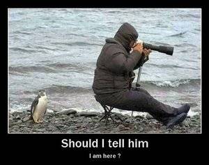 Penguin.jpg