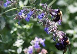 more bees.jpg