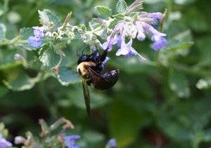bee on catmint.jpg