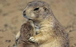 groundhog-day-baby-groundhog.jpg
