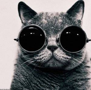 cat-in-retro-glasses.jpg