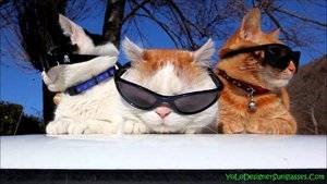 catswearingshades.jpg