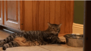 catlickingwater.gif