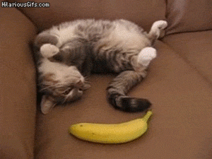 get.gif