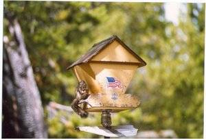 squirrelbird.jpg
