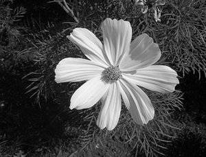 bwflower.jpg