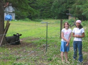cowsaprilcarly.JPG
