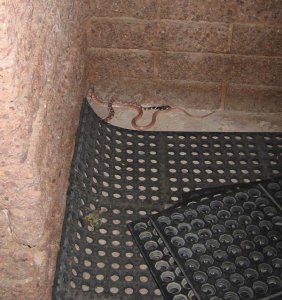 coppersnake_scorpian.jpg