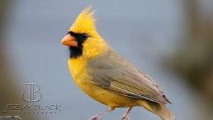 yellow-cardinal-closeup.jpg