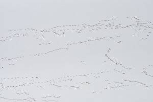 Far-oout-flocks.jpg